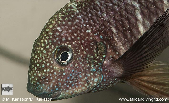 Tropheus sp. 'murago tanzania' Wampembe